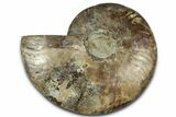 Cut & Polished Ammonite Fossil (Half) - Madagascar #329180-1